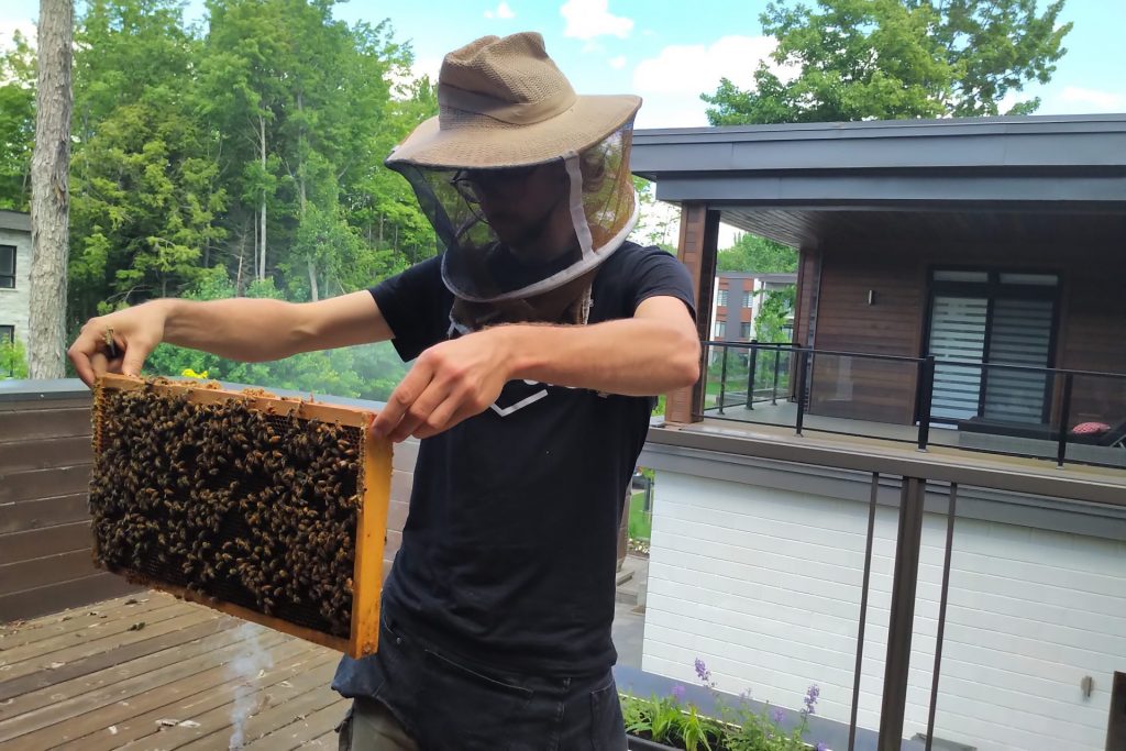 Une ruche sur nos toits pour la protection des abeilles Alvéole