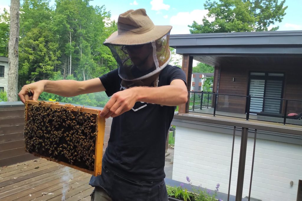 Une ruche sur nos toits pour la protection des abeilles Alvéole