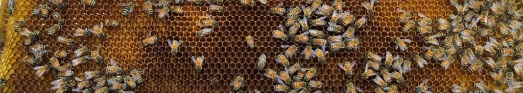 Alvéoles vu de près avec des abeilles et du miel