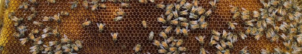 Alvéoles vu de près avec des abeilles et du miel
