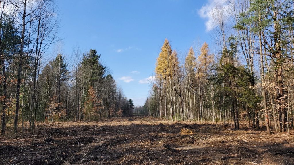 Terrain défriché pour construction de maison avec des arbres