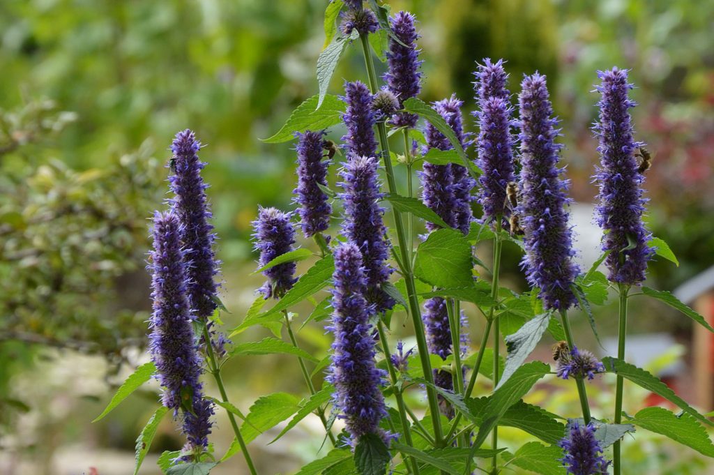 agastache
