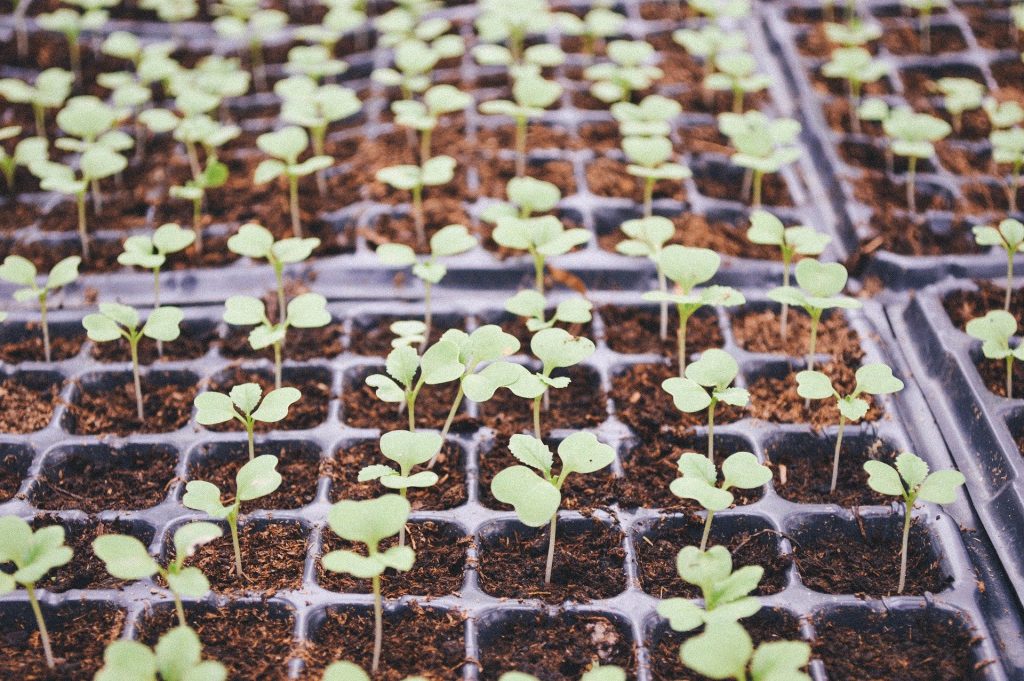semis plantes et pousses