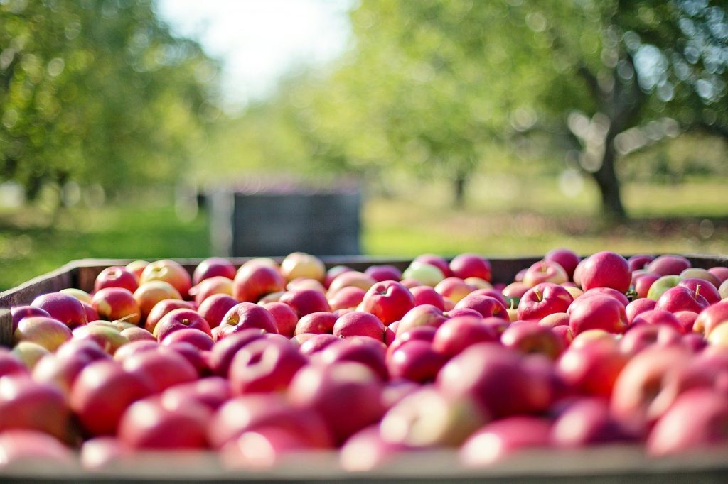 pomme et verger