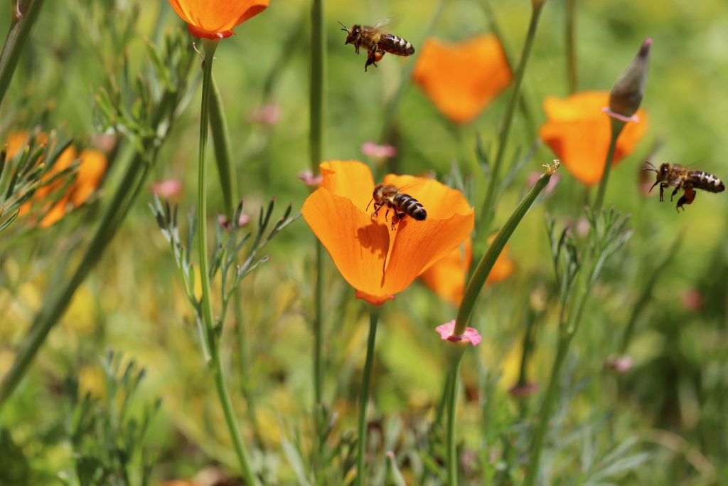 Plantes mellifères