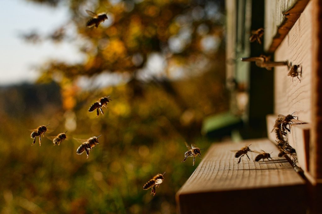 abeille pollinisateur