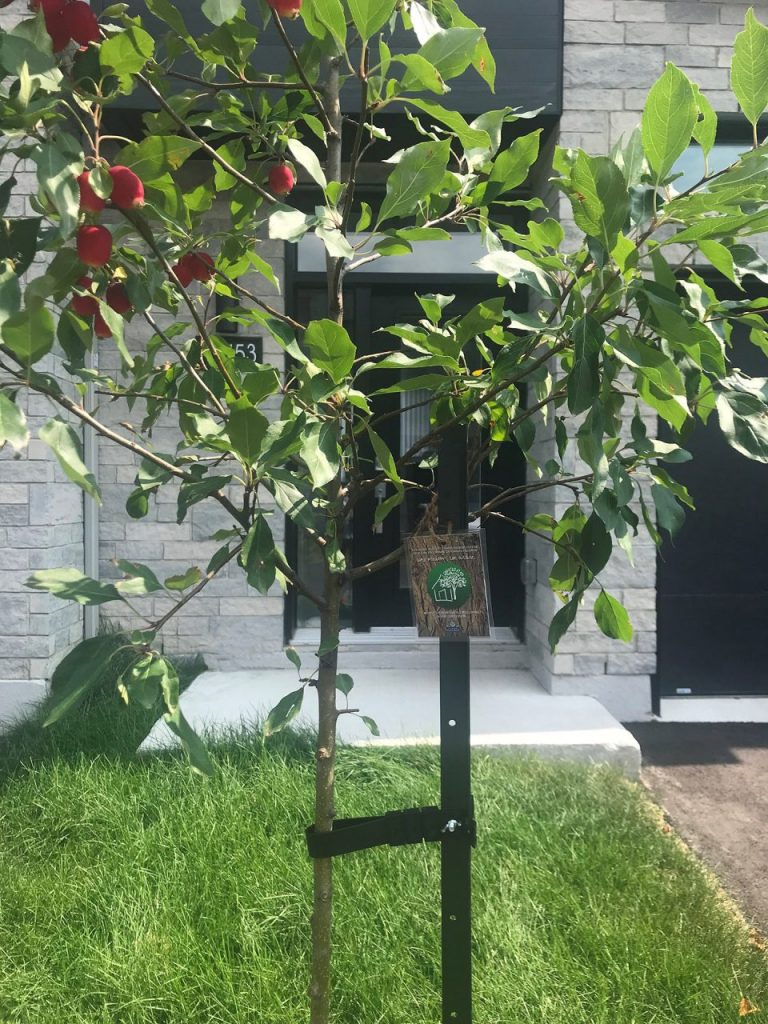 Une maison, un arbre