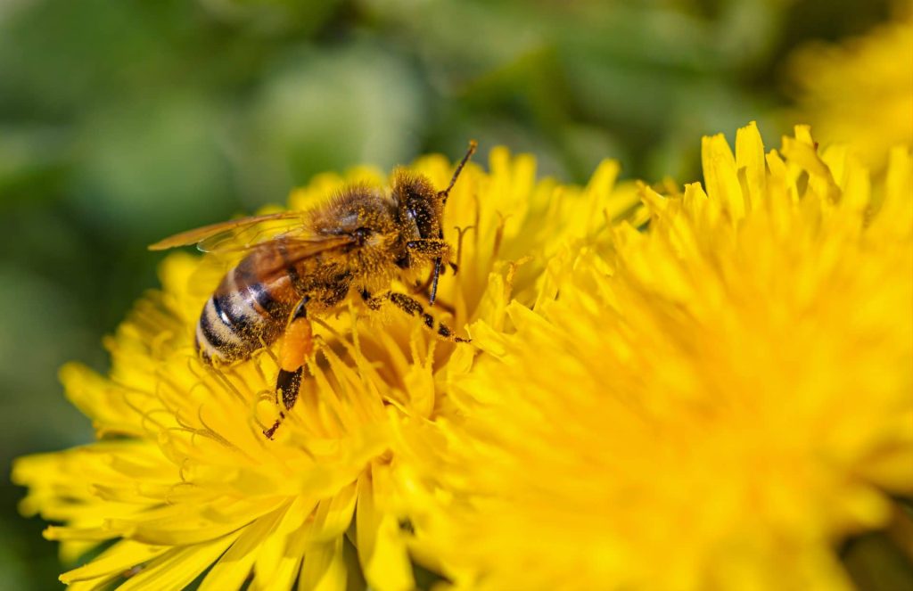 Gros plan d'une abeille sur une fleur jaune
