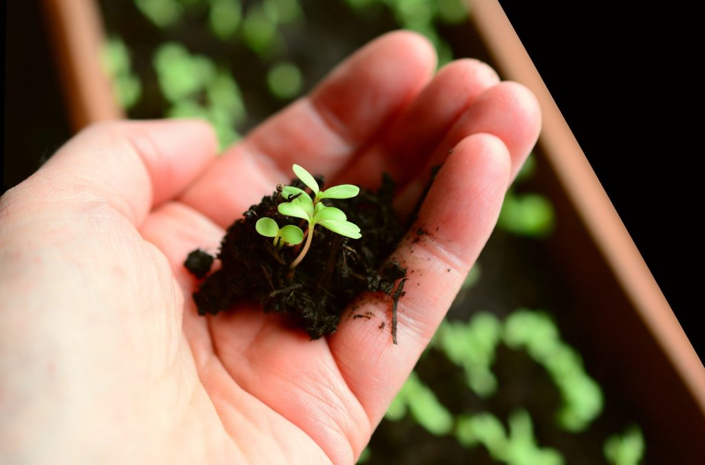 plante semis et pousses