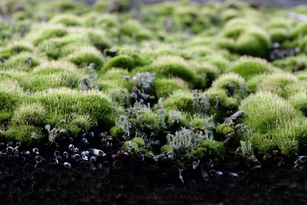 Mousse de gazon vue de près avec dessous