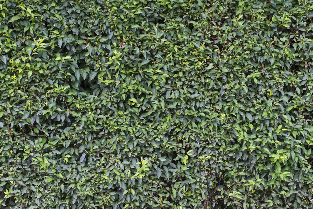 Plantes-Mur-Végétal